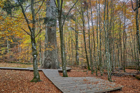 Gemeinde Bayerisch_Eisenstein Landkreis Regen Hans-Watzlik-Hain Waldhaustanne (Dirschl Johann) Deutschland REG